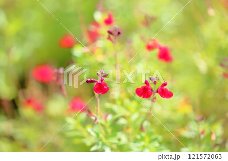 可愛い サルビアの花 チェリーセージ 可愛い サルビアの花 チェリーセージ 121572063