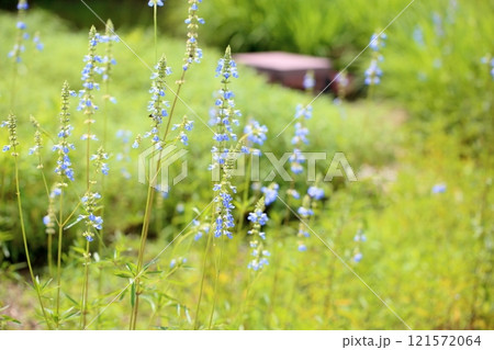 爽やか　サルビアの花　アズレア 121572064