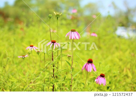 エキナセアの花 121572437