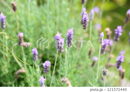 可愛い フレンチラベンダーの花 可愛い フレンチラベンダーの花 121572440