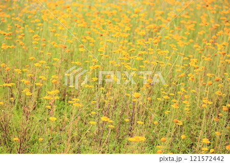 ダイヤーズカモミールの花 ダイヤーズカモミールの花 121572442