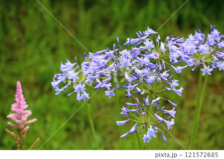 爽やか アガパンサスの花 爽やか アガパンサスの花 121572685