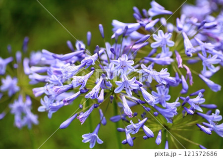 爽やか アガパンサスの花 爽やか アガパンサスの花 121572686