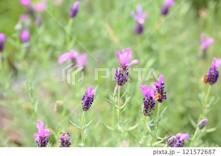 可愛い フレンチラベンダーの花 可愛い フレンチラベンダーの花 121572687