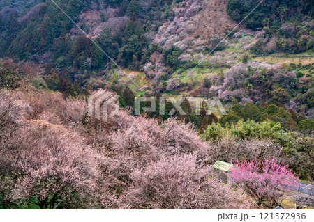 早春の陽光を浴びて淡い花を咲かせる奈良県五條市の賀名生梅林を撮影 早春の陽光を浴びて淡い花を咲かせる奈良県五條市の賀名生梅林を撮影 121572936