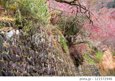 早春の陽光を浴びて淡い花を咲かせる奈良県五條市の賀名生梅林を撮影 121572946