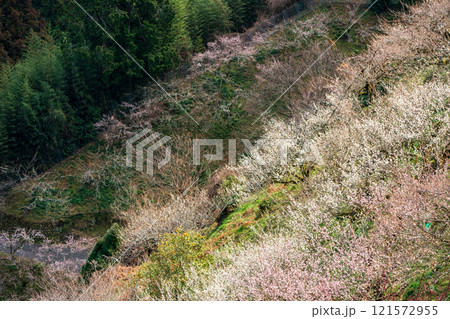 早春の陽光を浴びて淡い花を咲かせる奈良県五條市の賀名生梅林を撮影 121572955