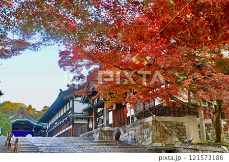 金戒光明寺・清和殿・紅葉(京都・左京区) 金戒光明寺・清和殿・紅葉(京都・左京区) 121573186