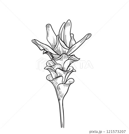 Siam tulip tropical flower hand drawn 121573207