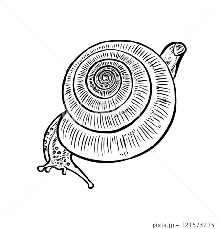 Hand drawing snail. 121573215