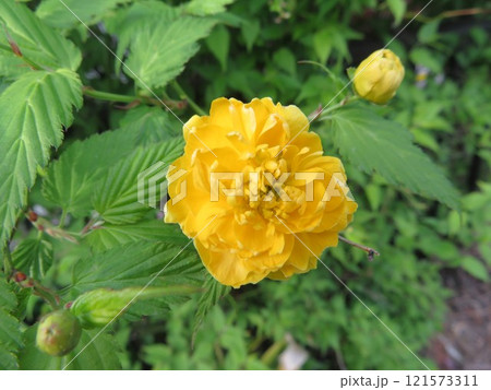 黄色の花 121573311