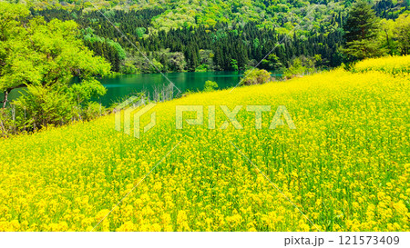 春の北竜湖 春の北竜湖 121573409