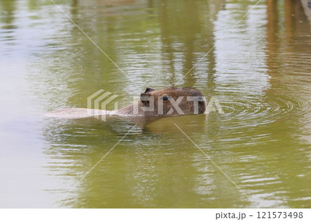 水面から顔を出し休むカピバラ 水面から顔を出し休むカピバラ 121573498