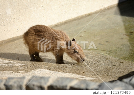 水を飲むカピバラの子供 121573499