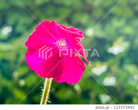 6月の彩り~スイセンノウ~ 6月の彩り~スイセンノウ~ 121573692