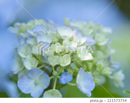 若い紫陽花 若い紫陽花 121573734