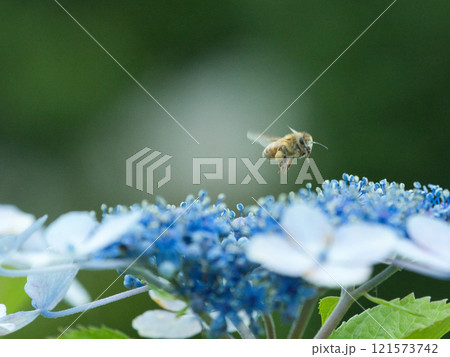 アジサイの花の上で飛ぶミツバチ 121573742