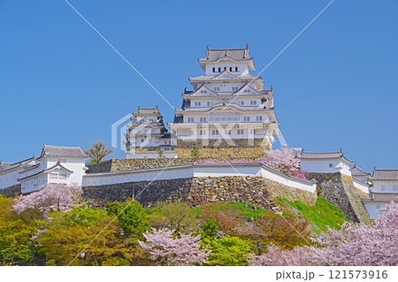 春の姫路城三の丸広場から見上げた快晴の青空を背景にした天守閣と桜の景色 Ver1 春の姫路城三の丸広場から見上げた快晴の青空を背景にした天守閣と桜の景色 Ver1 121573916