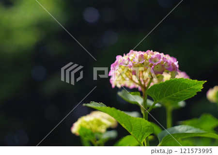 紫陽花 121573995