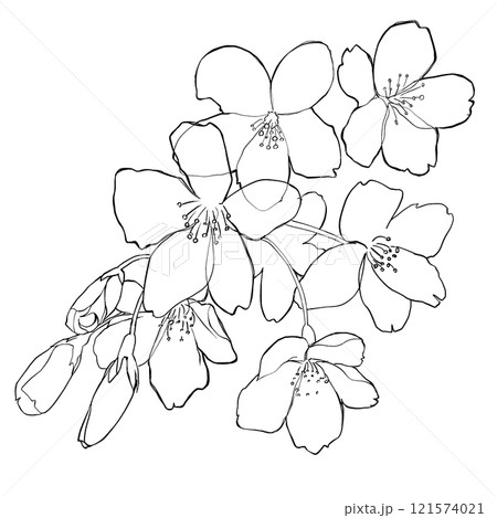 桜のイラスト 121574021