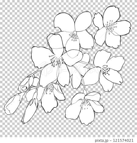 桜のイラスト 121574021
