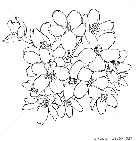 桜のイラスト 121574024