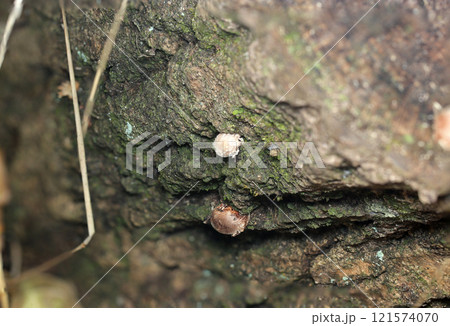 伐採林の朽木から誕生する天然野生シイタケの赤ちゃん(幼菌・自然光+ストロボ、マクロ接写) 伐採林の朽木から誕生する天然野生シイタケの赤ちゃん(幼菌・自然光+ストロボ、マクロ接写) 121574070