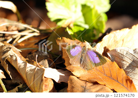 落葉上、冬の陽光で日向ぼっこするムラサキシジミ蝶(屋外自然光マクロ接写) 落葉上、冬の陽光で日向ぼっこするムラサキシジミ蝶(屋外自然光マクロ接写) 121574170