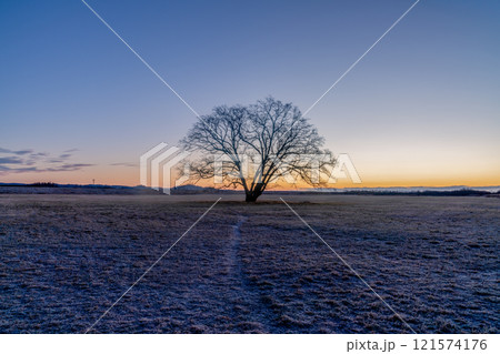 朝日の丘に立つハルニレの木 121574176