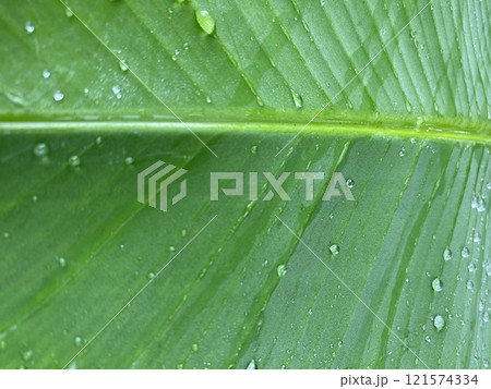 Close up of green banana leaf with water droplets, nature background 121574334