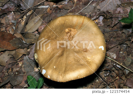 黄茶色の大きなイグチ科キノコのカサ上部（ストロボ＋マクロ撮影） 121574454