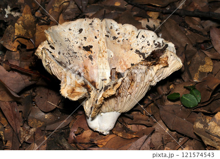 雑木林の落葉、カサが開ききり枯れるベニタケ属キノコ(ストロボ+マクロ撮影) 雑木林の落葉、カサが開ききり枯れるベニタケ属キノコ(ストロボ+マクロ撮影) 121574543