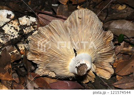 雑木林の落葉上にベニタケ属キノコ（裏ヒダ・石突き・ストロボ＋マクロ撮影） 121574544