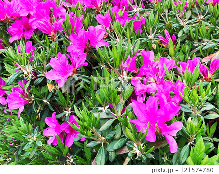 画像の中央部に焦点を定めて、新緑の季節のツツジの密集した複数のピンク色の花を撮影して撮影 121574780
