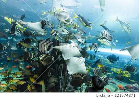 View of the fishes at the Underwater Tunnel at the National Museum of Marine Biology and Aquarium in Kenting National Park of Pingtung, Taiwan. 121574871