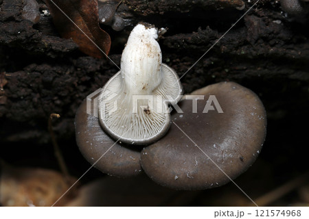 おいしい天然野生の育つヒラタケ（傘・ヒダ・柄観察用画像、ストロボ＋マクロ撮影） 121574968