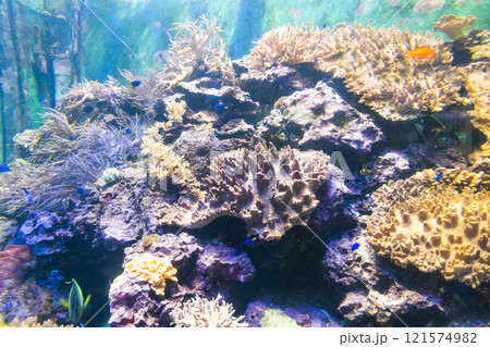 Close-up of corals at the National Museum of Marine Biology and Aquarium in Kenting National Park of Pingtung, Taiwan. 121574982