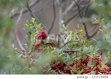 アカハラ 121574986