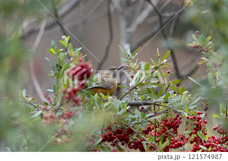 アカハラ 121574987