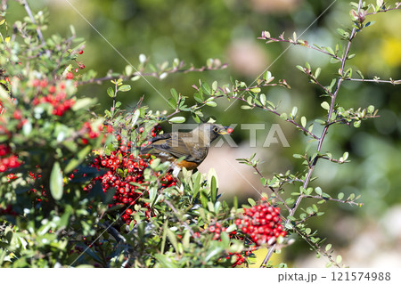 アカハラ 121574988