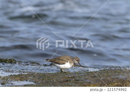 イソシギ 121574992