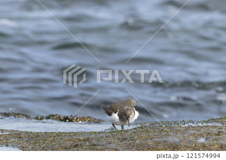 イソシギ イソシギ 121574994