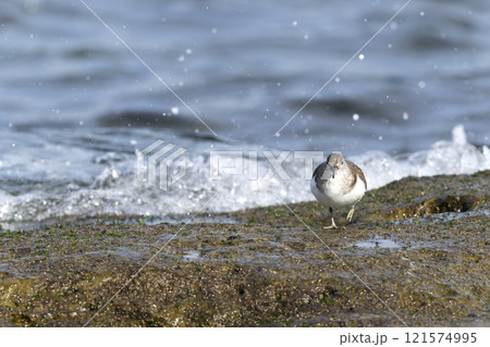 イソシギ 121574995