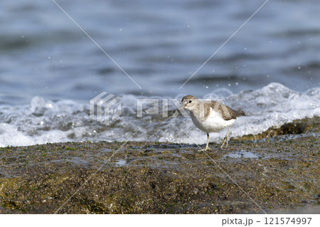 イソシギ 121574997