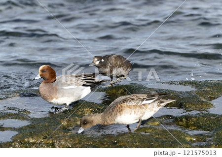 シノリガモ 121575013