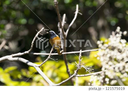 ジョウビタキ 121575019