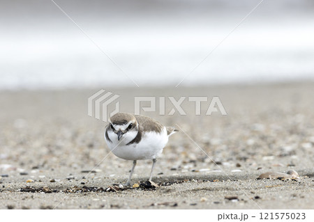 シロチドリ シロチドリ 121575023