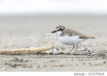 シロチドリ 121575024