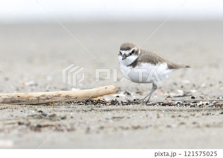 シロチドリ シロチドリ 121575025