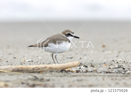 シロチドリ 121575026